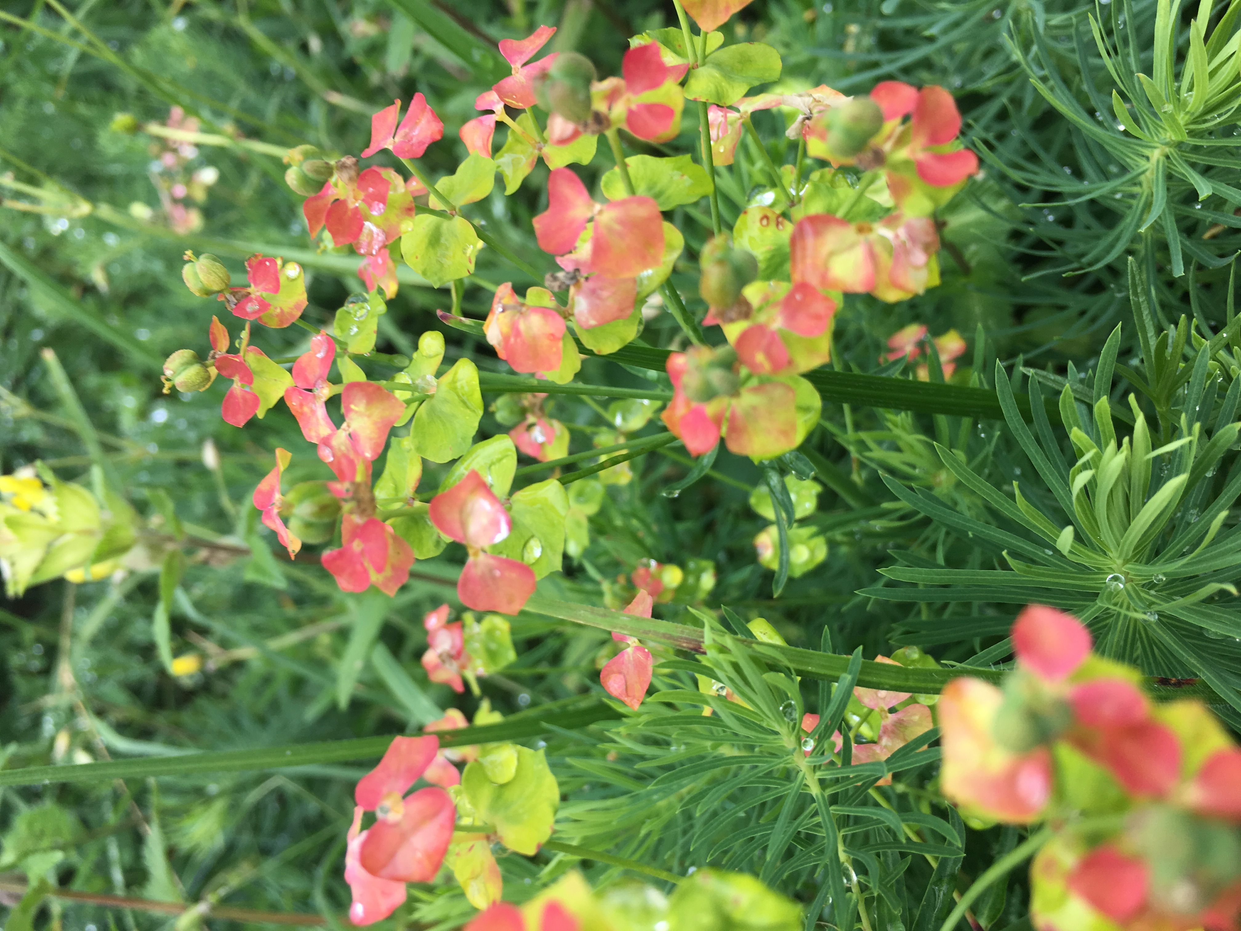 Fleur saumon, Suisse